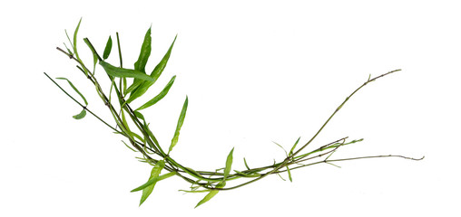 Flower vine bush tree isolated t on white background.