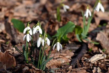 Snowdrops in wood. Spring is coming. Closeup stock photography.