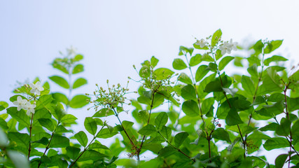 Branches of petite white petals Wrightia flower bud on green leaf backgrounds, fragrant flowering plant blossom in a garden under blurred blue sky