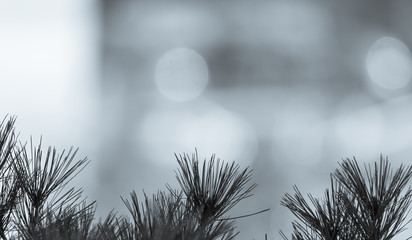 Pinus thunbergii with background of blurred traffic light, pine trees are commonly planted as air-purifying trees on the roads in South Korea