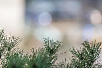 Pinus thunbergii with background of blurred traffic light, pine trees are commonly planted as air-purifying trees on the roads in South Korea