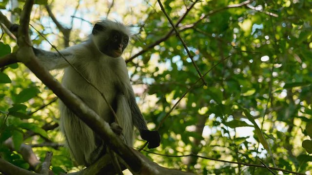Red colobus looking around in the Jozani forest of Zanzibar