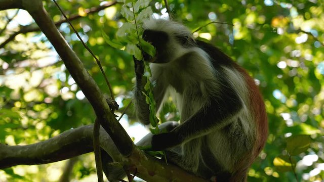 Red colobus eating leafs in the Jozani forest of Zanzibar