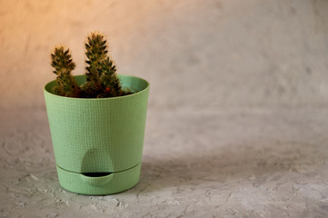 a potted plant standing on a textured concrete surface with copy space