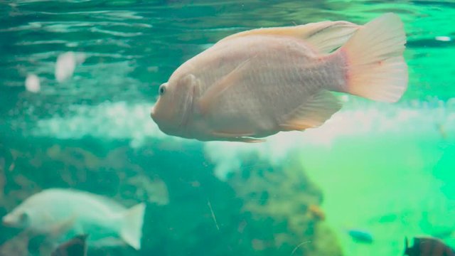 Pez blanco y rosa respirando cerca de la superficie de gran acuario de aguas verdosas rodeado de otros peces