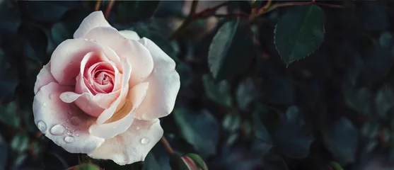 Foto op Aluminium Fine art image of beautiful pastel roses in dark garden. Valentine and bridal vintage card design. © hitdelight