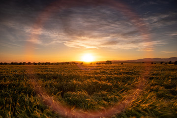 Obraz premium Puesta de sol en medio del campo y corona de luz alrededor del sol.