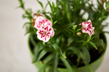 Obraz premium a potted plant standing on a textured concrete surface with copy space