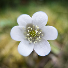 Flor con pétalos blancos y fondo verde borrosos.