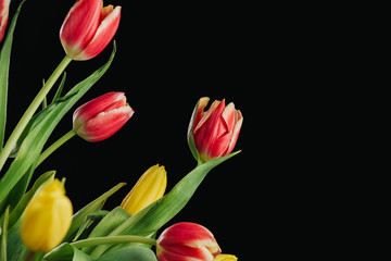 Pink and yellow tulips on a black isolated background copy space.
