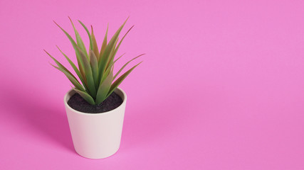 Artificial cactus plants or plastic or fake tree on pink background.