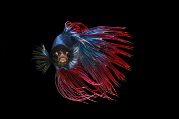 Fototapeta premium White red and blue crowntail , White red and blue betta fish, Siamese fighting fish, betta splendens (Halfmoon betta, Pla-kad (Biting fish) isolated on black background.