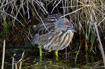 American Bittern