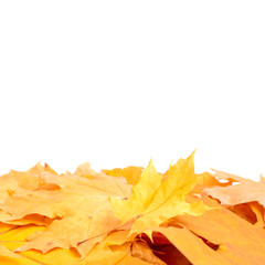 Autumn background. Autumn Leaves. Yellow, gold Maple leaf on white