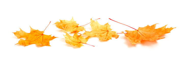 Autumn maple leaves fall on white background with shadow