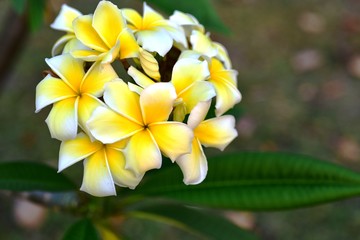 Yellow frangipani flower isolated on green background