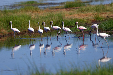 Zwergflamingos