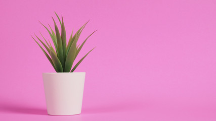 Artificial cactus plants or plastic or fake tree on pink background.