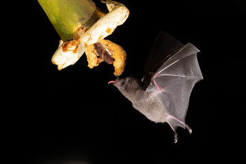 Lonchophylla robusta, Orange nectar bat The bat is hovering and drinking the nectar from the beautiful flower in the rain forest, night picture, Costa Rica © vaclav