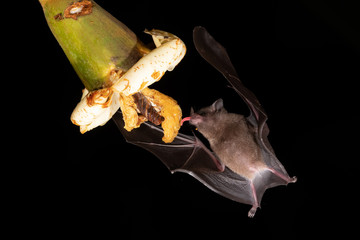Lonchophylla robusta, Orange nectar bat The bat is hovering and drinking the nectar from the beautiful flower in the rain forest, night picture, Costa Rica