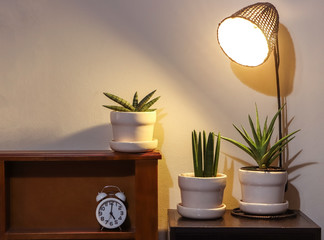 plant pots of Sansevieria plant  or snake plant on night table with lamp and clock  .air purifying plant.