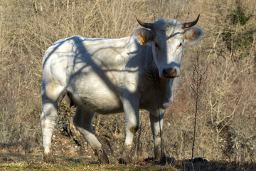 Vache en pleine nature