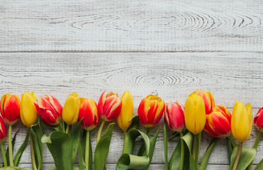 Yellow, pink and red tulips on a white wooden background copy space. Tulip border.