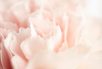 Close up of soft pink flower,love and sweet for wallpaper design