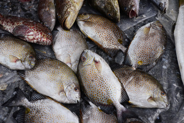 golden rabbitfish Sell in fresh seafood market