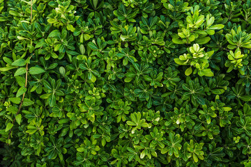 Top view beautiful arrangement of green foliage