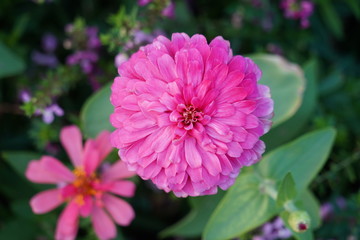 pink flower in the garden