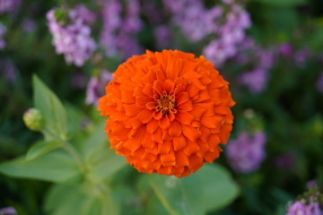 orange flower in the garden