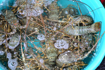 Lobster Sell in fresh seafood market
