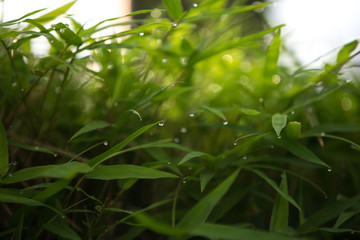 green leaf background