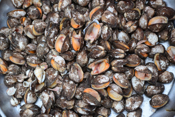 fresh Anadara inaequivalvis sell in fresh seafood market