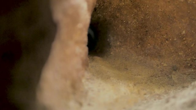 Rata topo desnuda de &aacute;frica con grandes dientes se mueve dentro de galer&iacute;as bajo tierra