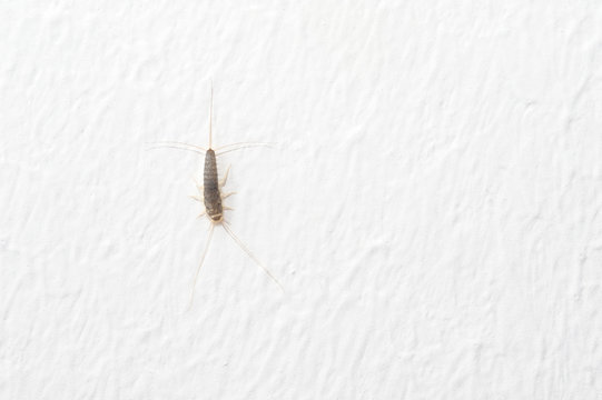 CercusBilder StockFotos & Videos. Adobe Stock