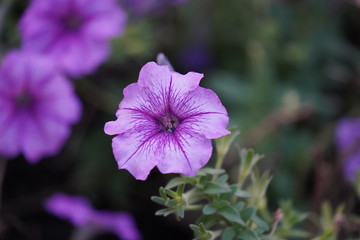 purple flower in the garden