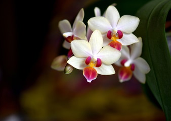 orchid flowers on a background