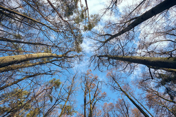 Look upwards to the blue sky with white clouds through the tall bare trees of a mixed forest at the end of winter. Seen in February in Bavaria, Germany