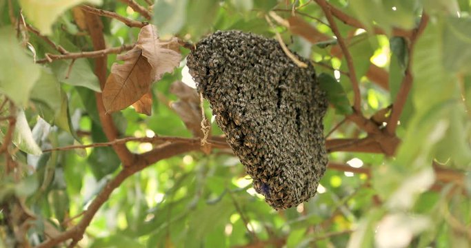 Apis florea or Honeycomb and bee on  longan tree. red dwarf honey bee.