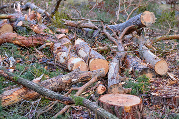 Landscape in the Franconian forest after forestry work because of pest infestation with parts of felled trees lying on the ground. Seen in Bavaria, Germany in February