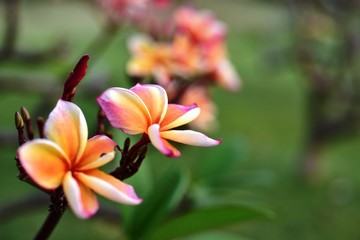 Colorful flowers in the garden.Plumeria flower blooming.Beautiful flowers in the garden Blooming in the summer