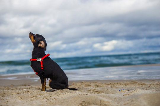 piesek pinczer miniaturowy na plaży nad morzem