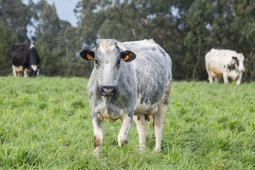 dairy cows, in the foreground a grey and white cow with no horns, facing the camera in a field of green grass.