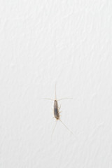 Silverfish an insect from the Lepismatidae family with long Terminalfilum and Cerci at a white wall