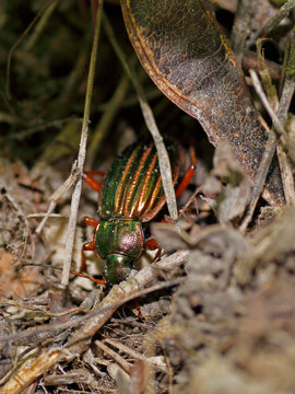 Carabus