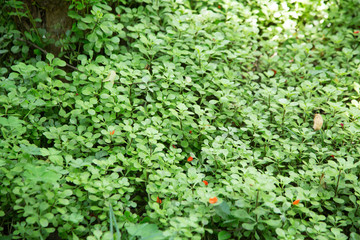 Fototapeta na wymiar Chinese herbal medicine Rhodiola fovea in botanical garden