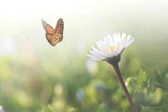 sweet encounter between a butterfly and a flower in the middle of nature