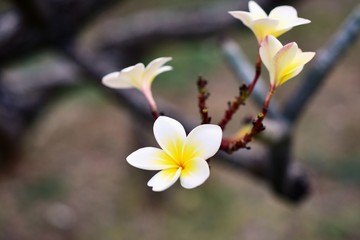 Beautiful flowers in the garden Blooming in the summer.Landscaped Formal Garden.